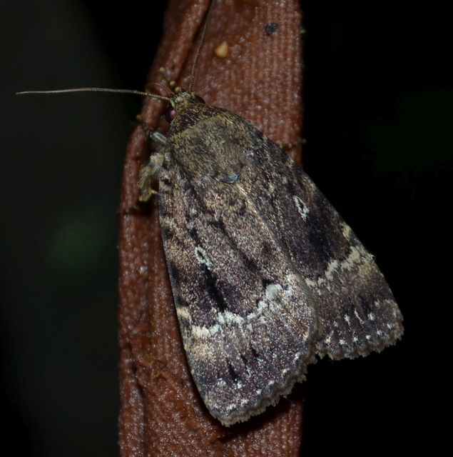 Amphipyra pyramidea - fahéjszínű bagoly