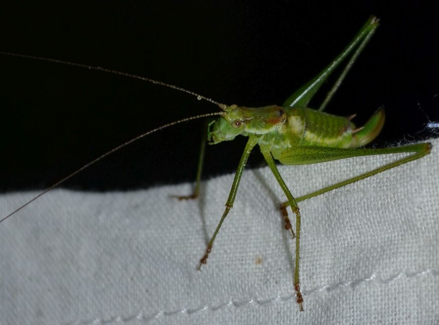 Leptophyes albovittata - közönséges virágszöcske