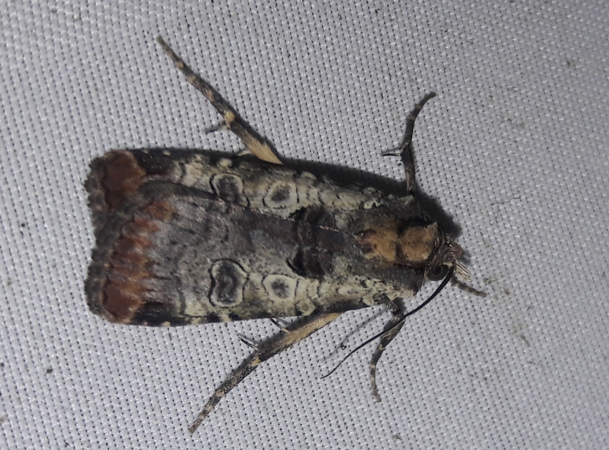 Epilecta linogrisea - karcsú sárgafűbagoly