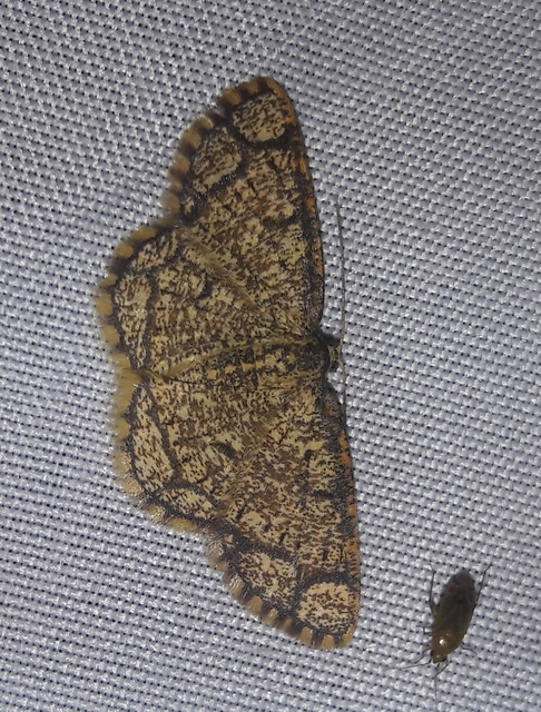 Stegania cararia - gyűrűs nyáraraszoló