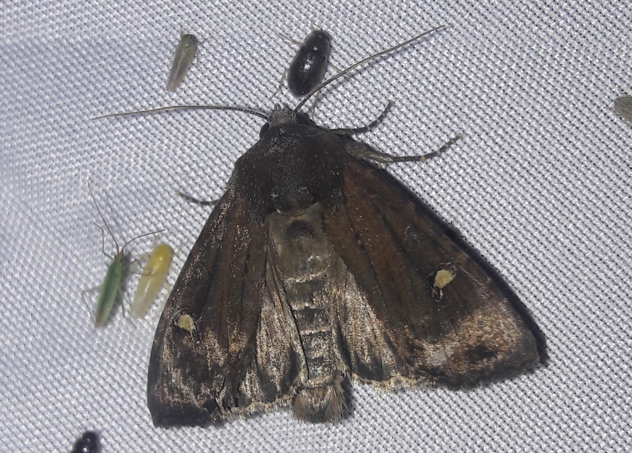 Helotropha leucostigma - mocsári nőszirombagoly