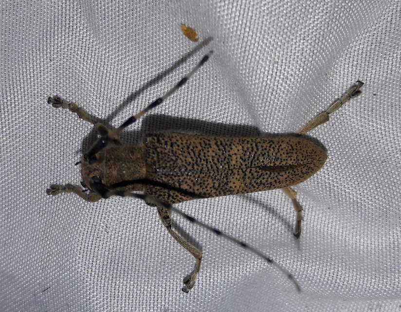 Saperda carcharias - nagy nyárfacincér