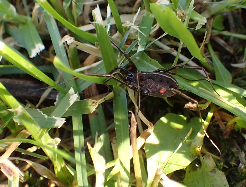 Zachaeus crista