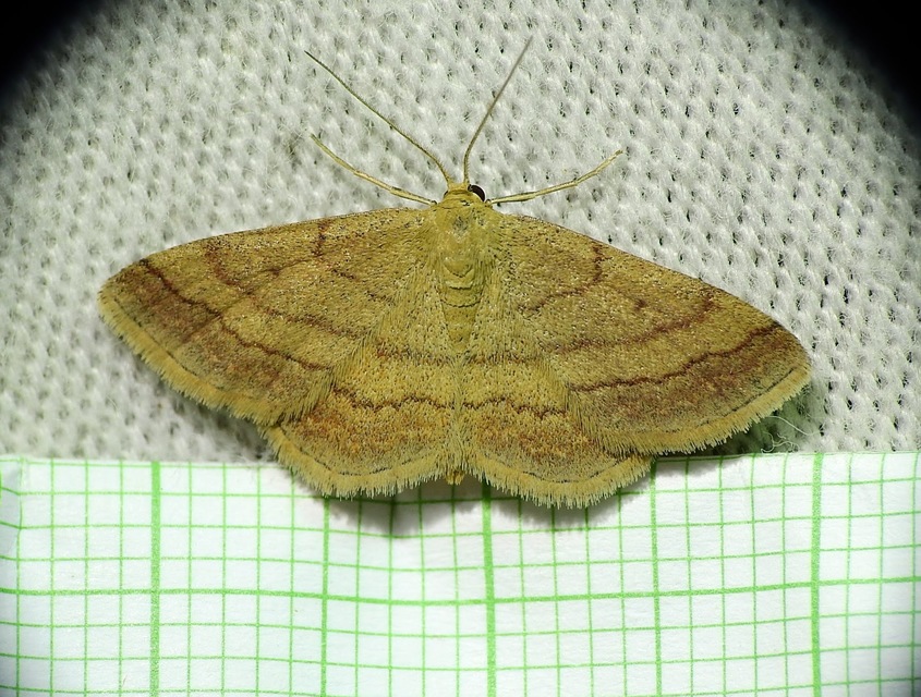 Scopula rubiginata - réti pirosaraszoló