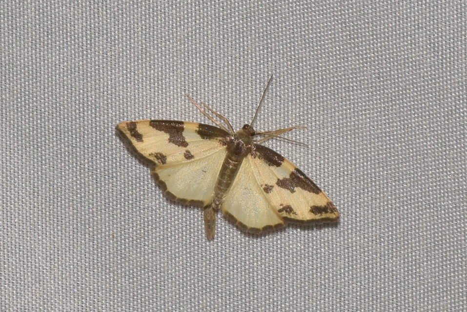 Lomaspilis marginata - szegélyes nyárfaaraszoló