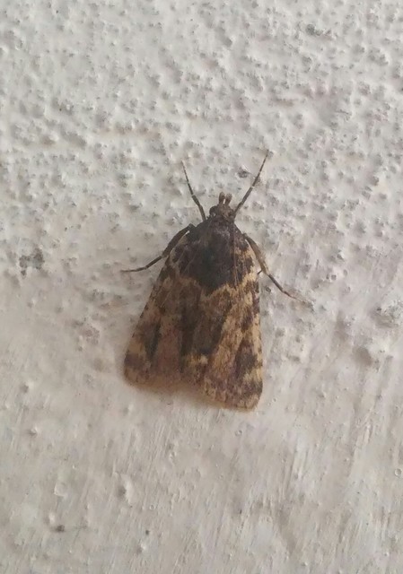 Aglossa caprealis - kis zsiradékmoly