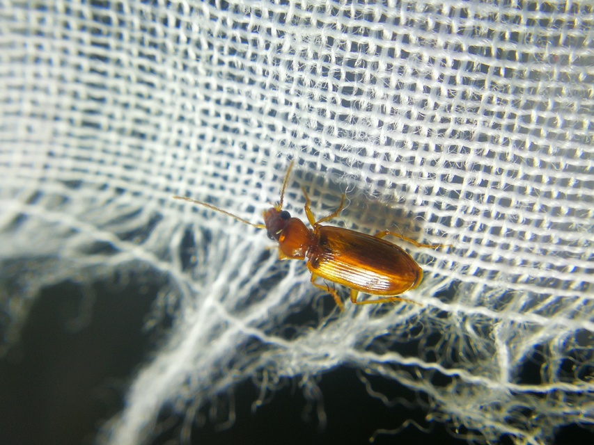 Anthracus consputus - nyerges kisdedfutó