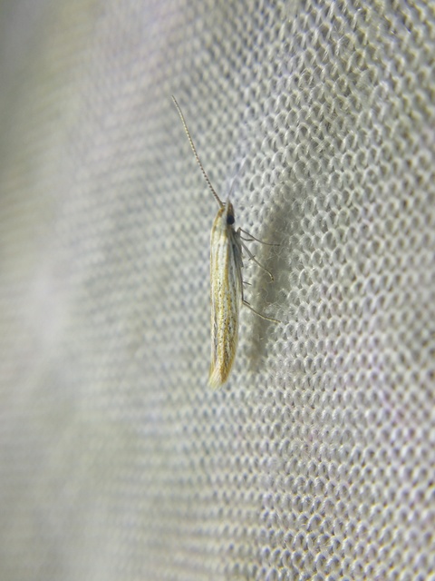 Coleophora