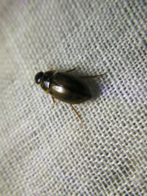Enochrus quadripunctatus - négypettyes fakócsibor