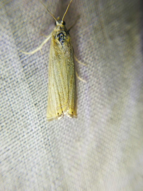 Chrysoteuchia culmella - kerti fűgyökérmoly