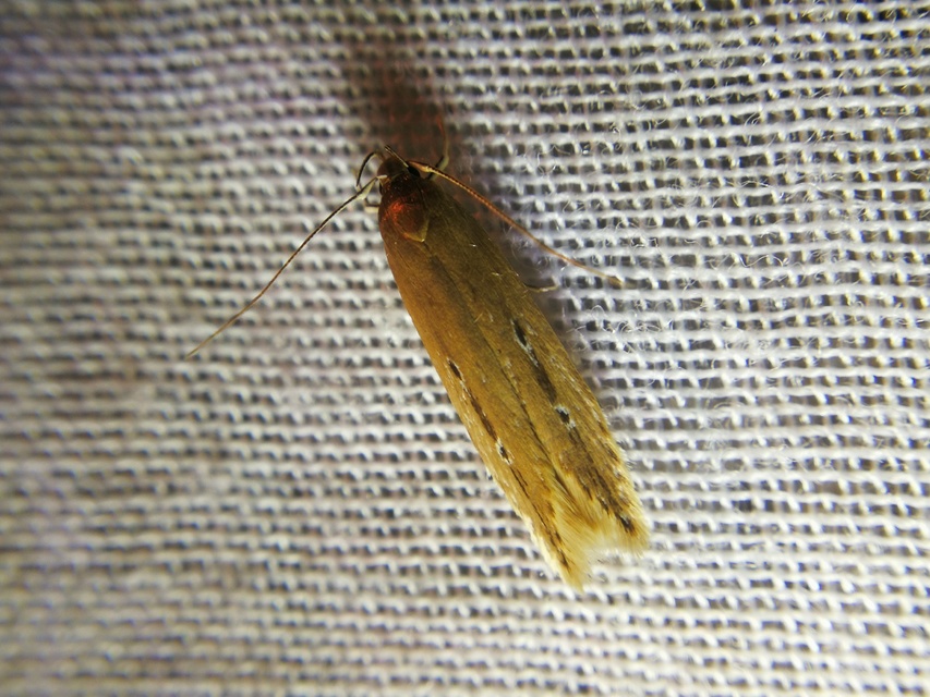 Limnaecia phragmitella - nádmoly