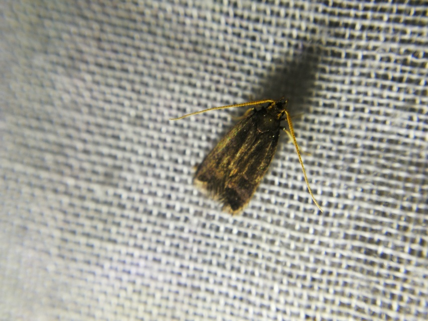 Lecithocera nigrana - kis hindumoly