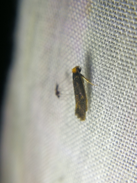 Tineidae - ruhamolyfélék