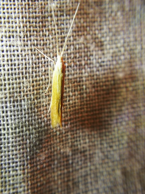 Coleophora