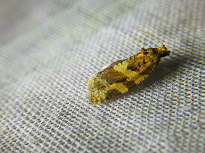 Argyrotaenia ljungiana - ékes sodrómoly