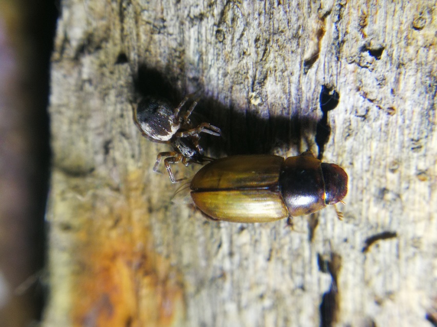 Acanthobodilus immundus
