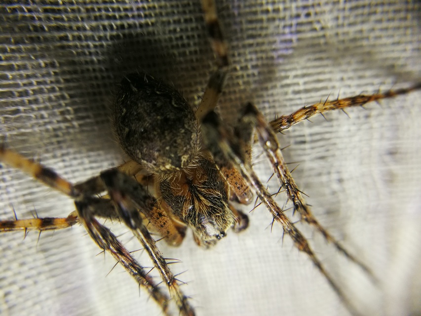 Larinioides ixobolus - ereszalji keresztespók