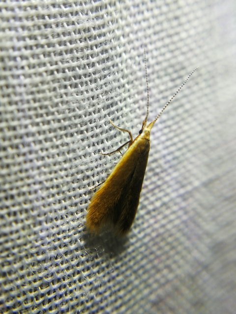 Coleophora