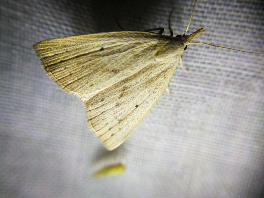 Macrochilo cribrumalis - csontszínű karcsúbagoly