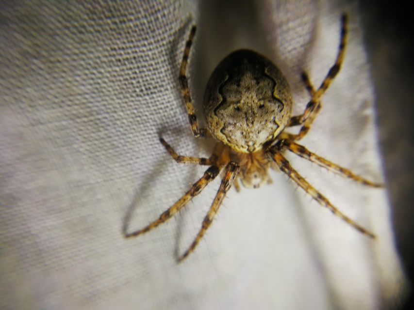 Larinioides ixobolus - ereszalji keresztespók