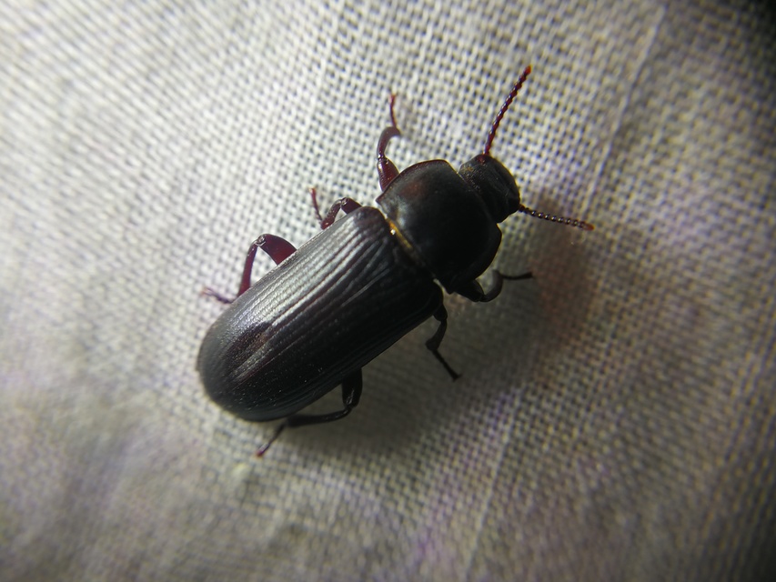 Tenebrio molitor - közönséges lisztbogár