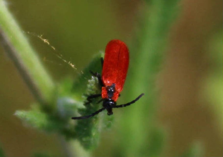 Lygistopterus sanguineus - vérbogár