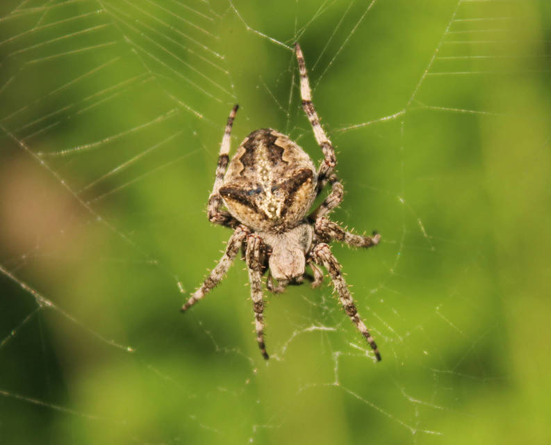 Araneus angulatus - vállas keresztespók