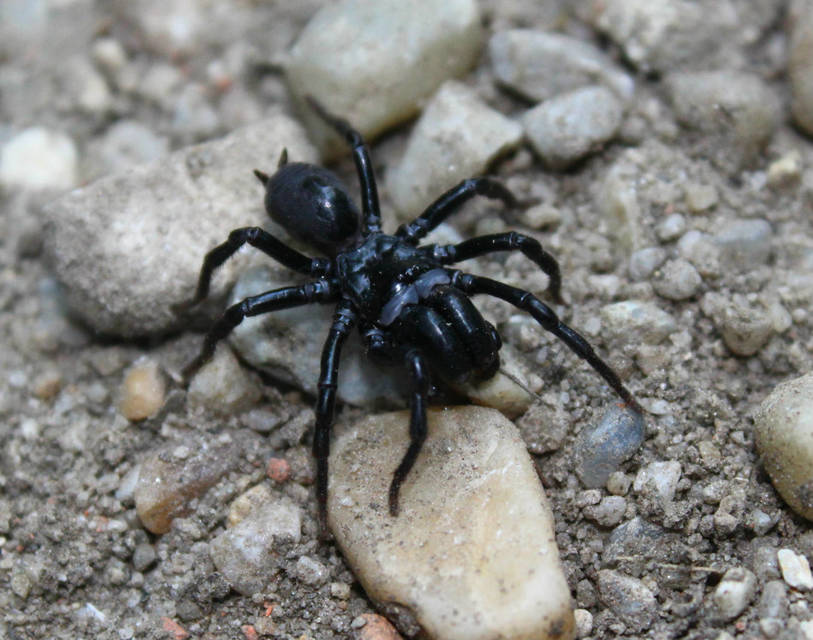 Atypus