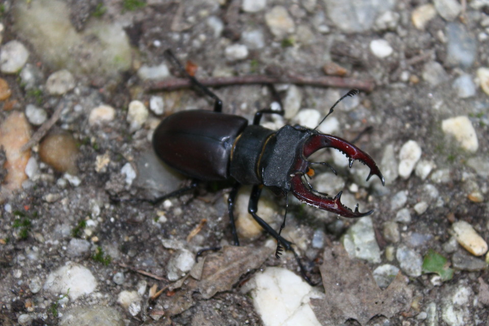 Lucanus cervus - nagy szarvasbogár