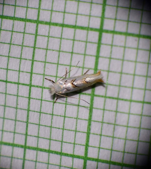 Phyllonorycter abrasella - cseraknázó sátorosmoly