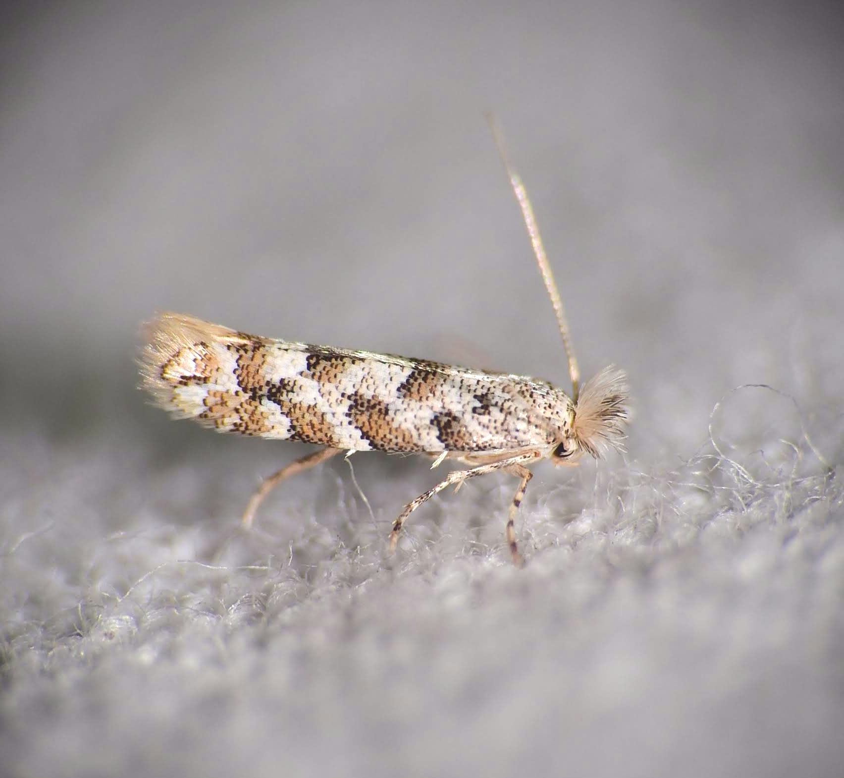 Phyllonorycter populifoliella - feketenyár-sátorosmoly