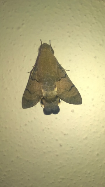 Macroglossum stellatarum - kacsafarkú szender