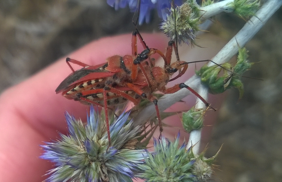 Rhynocoris iracundus - közönséges gyilkospoloska