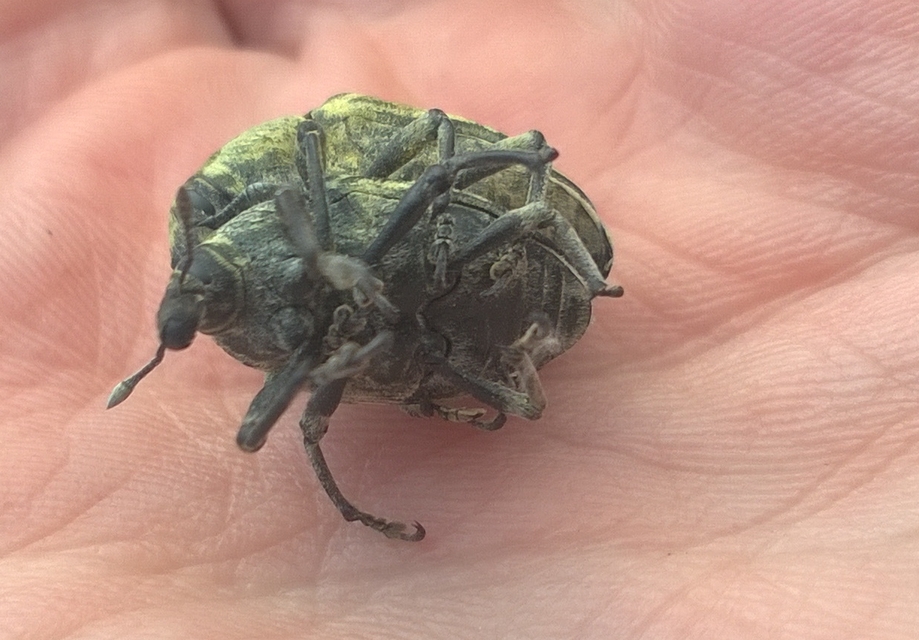 Larinus onopordi