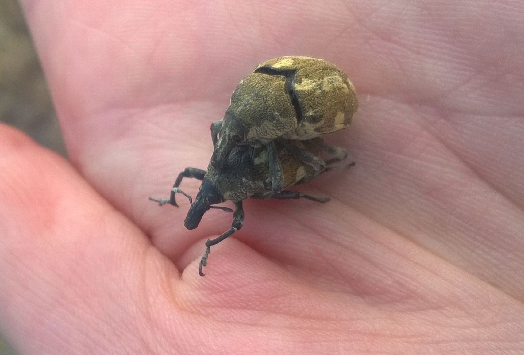 Larinus onopordi