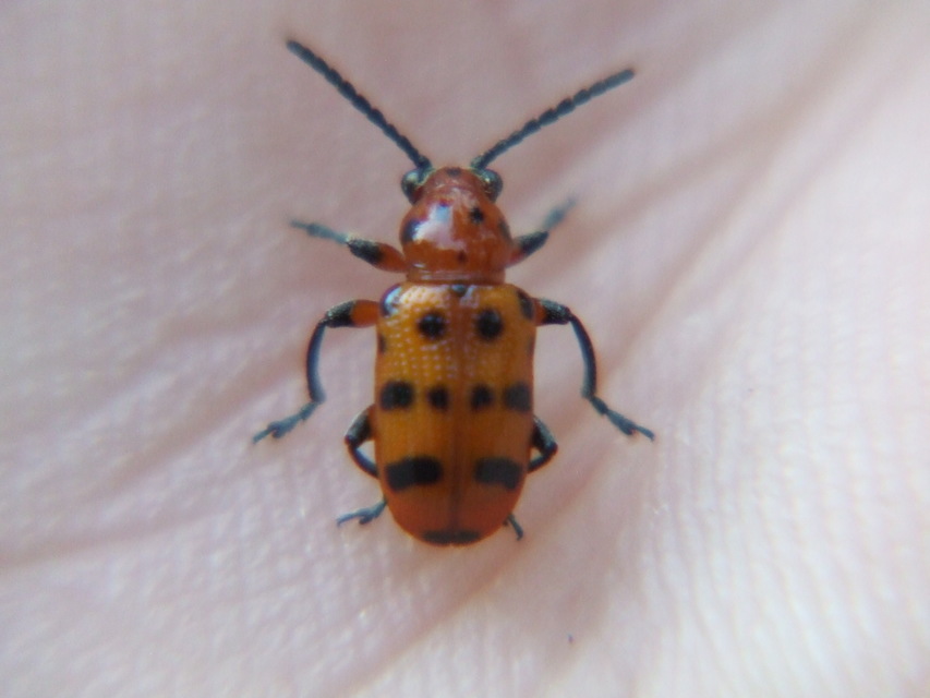Crioceris quatuordecimpunctata - tizennégypontos spárgabogár