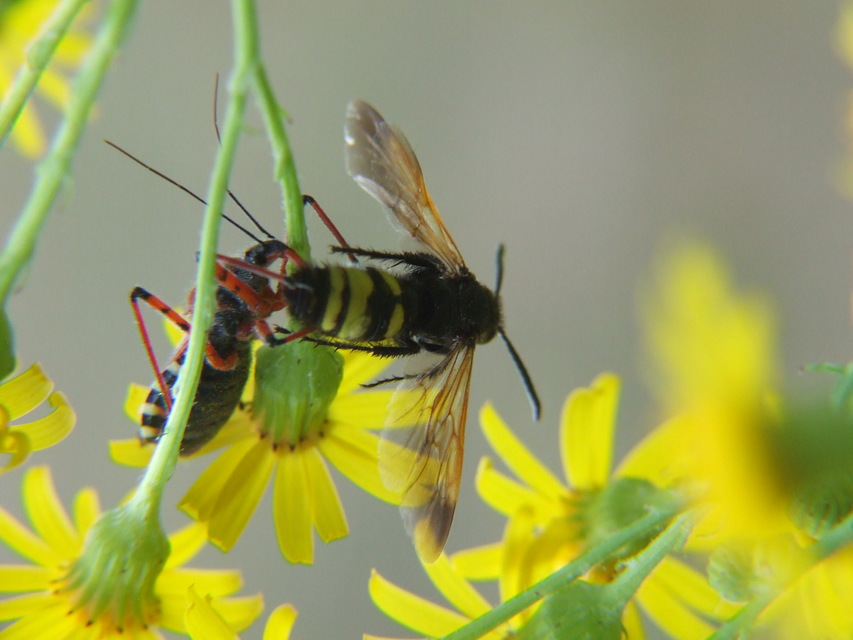 Scolia