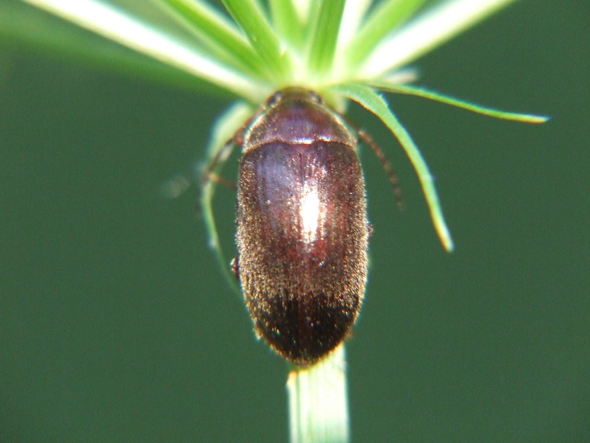 Hymenalia rufipes - rőtlábú alkonybogár