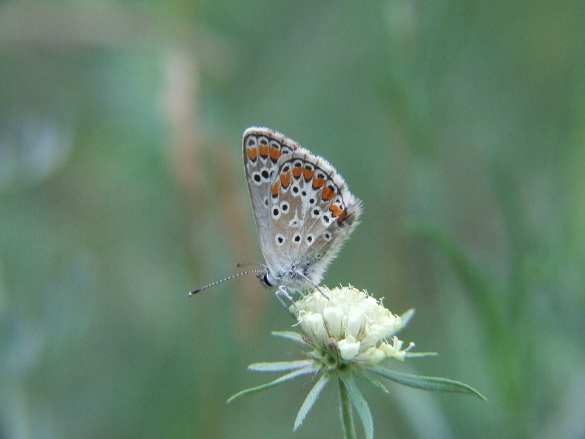 Aricia agestis - szerecsenboglárka