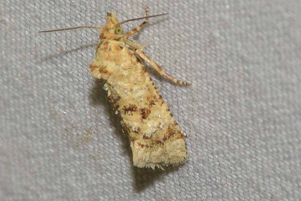 Aethes williana - gyopár-fúrómoly