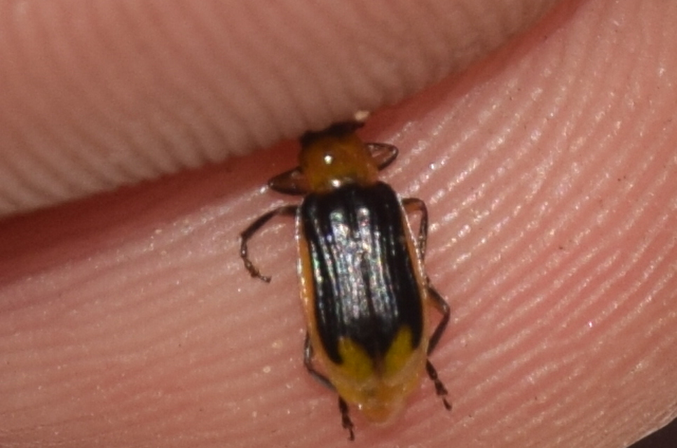 Diabrotica virgifera - amerikai kukoricabogár
