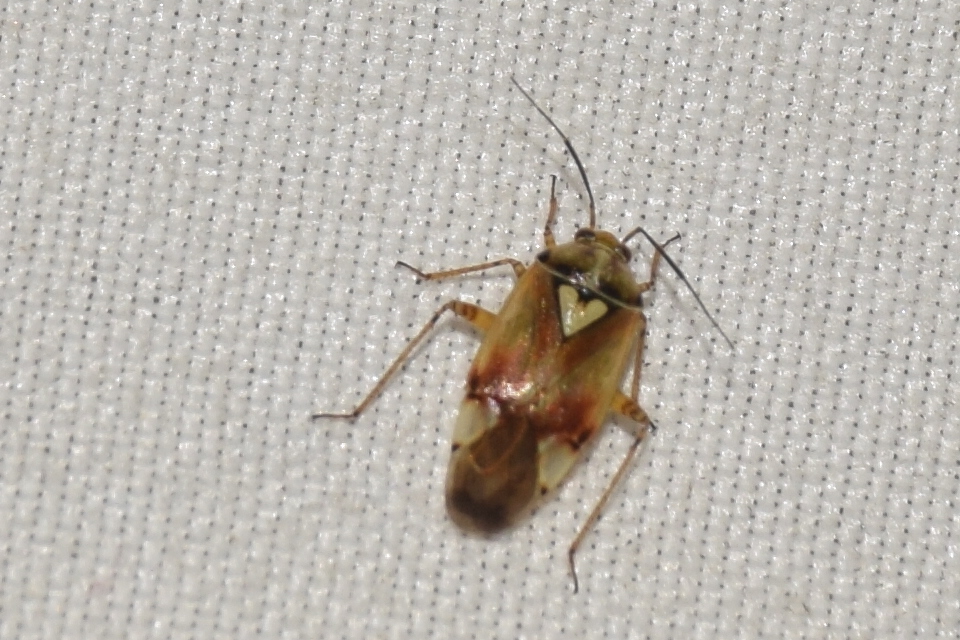 Lygus pratensis - változó mezeipoloska