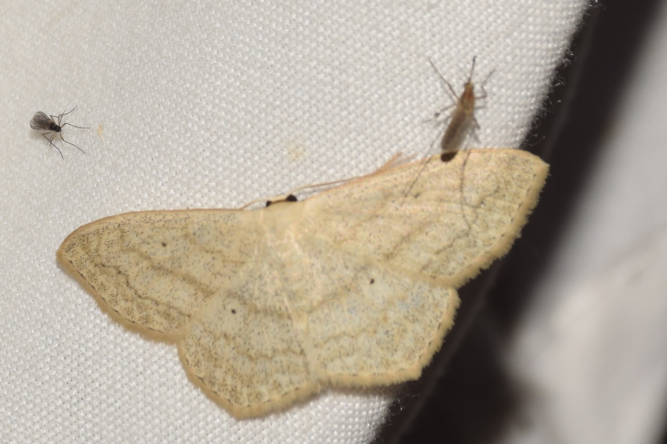Scopula nigropunctata - feketepettyes araszoló