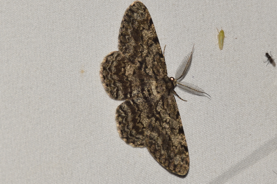 Hypomecis roboraria - nagy tölgyfaaraszoló