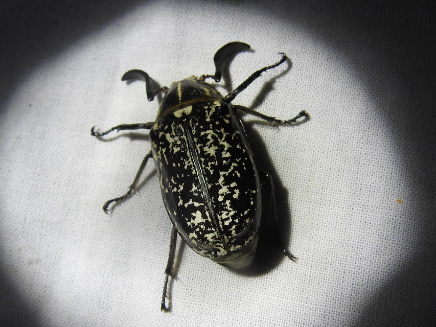 Polyphylla fullo - csapó cserebogár