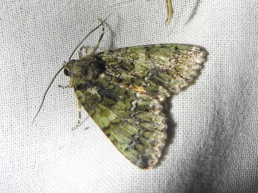 Polyphaenis sericata - selyemfényű erdeibagoly