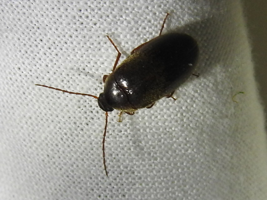 Hymenalia rufipes - rőtlábú alkonybogár