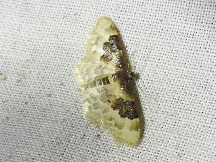 Idaea rusticata - tarka apróaraszoló