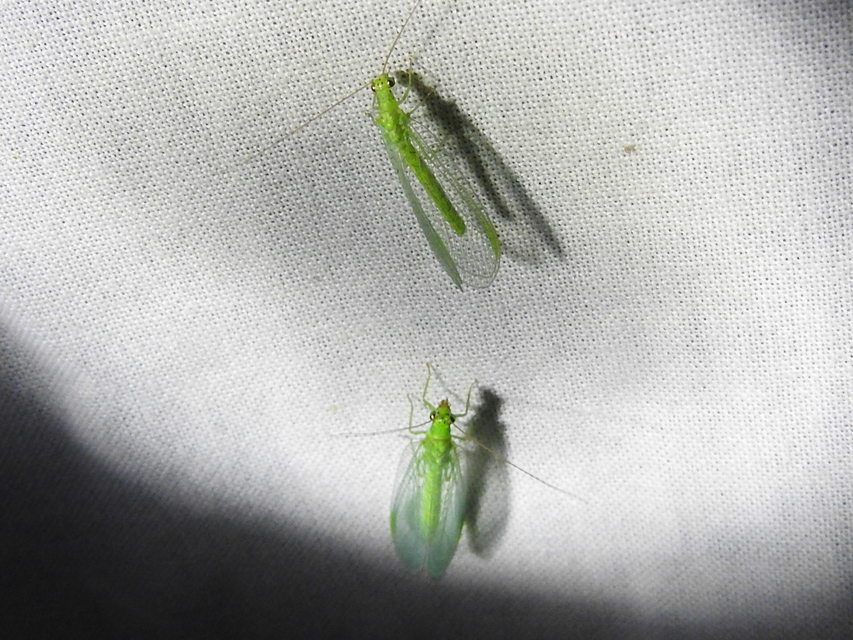 Chrysopidae - zöldfátyolkák