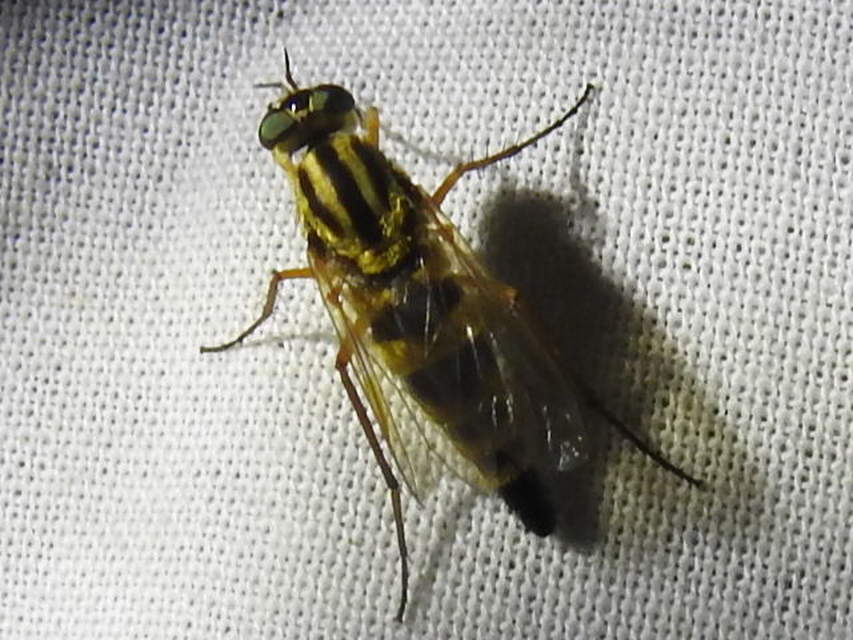 Thereva aurata - aranyos tőröslégy